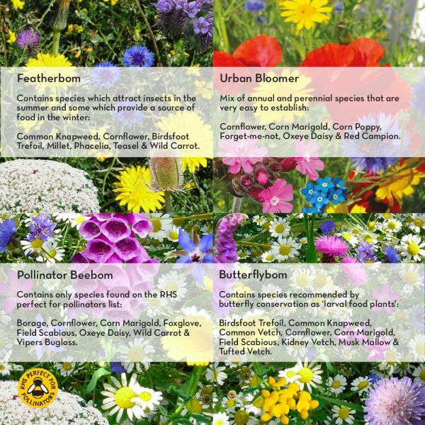 Kabloom Birds, Bees & Butterflies Seedbom Gift Box 